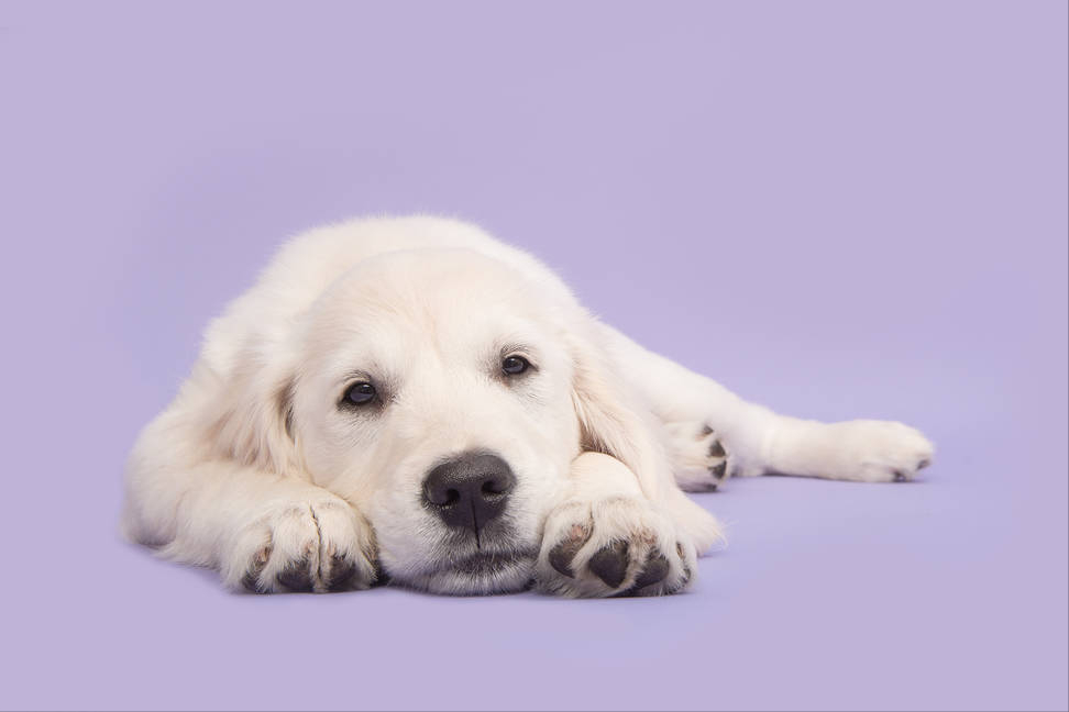 为什么不建议养金毛（了解养金毛的10大坏处）