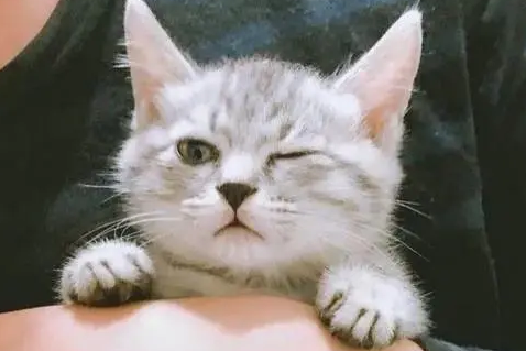 新手养猫必看的8件事,千万不要冲动养猫! 新手养猫必看的8件事,千万不要冲动养猫!