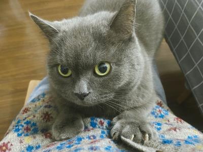 猫为什么会有踩奶的行为（踩奶行为不只是简单的生理表现）