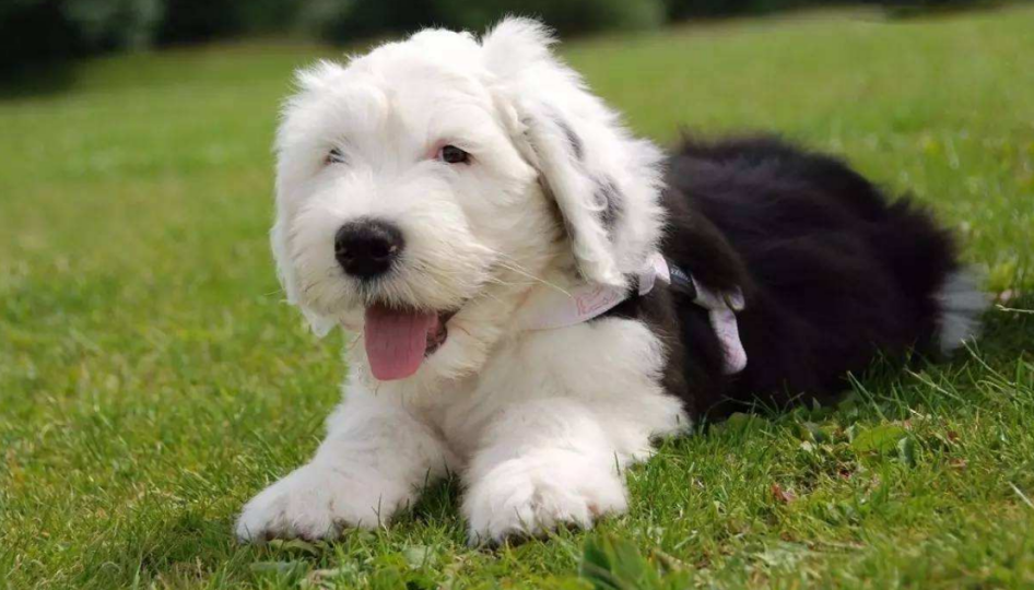 古代英国牧羊犬常见的疾病有3大类