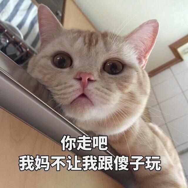 猫最怕什么气味一闻就溜