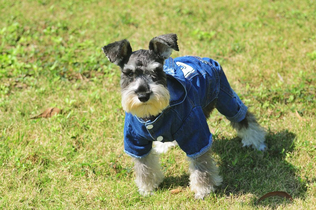 雪纳瑞狗好不好养(详解:养雪纳瑞的好处与坏处)