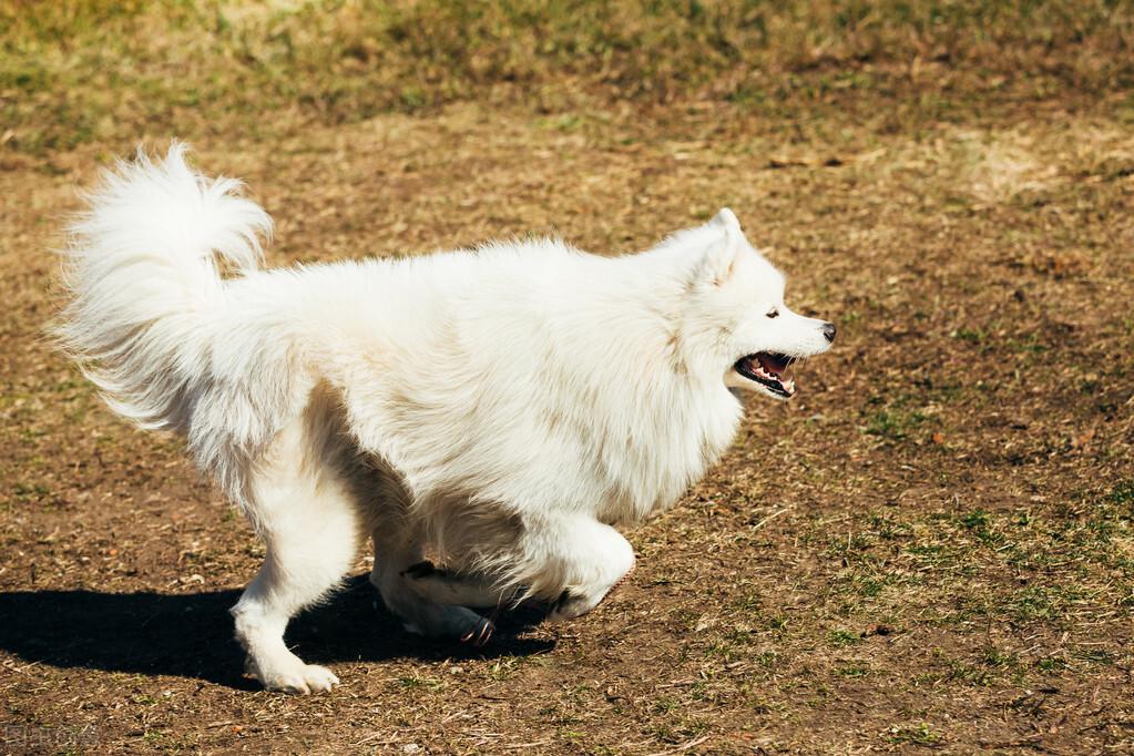 如何训练萨摩耶犬听话（详解：萨摩耶犬训练小技巧）