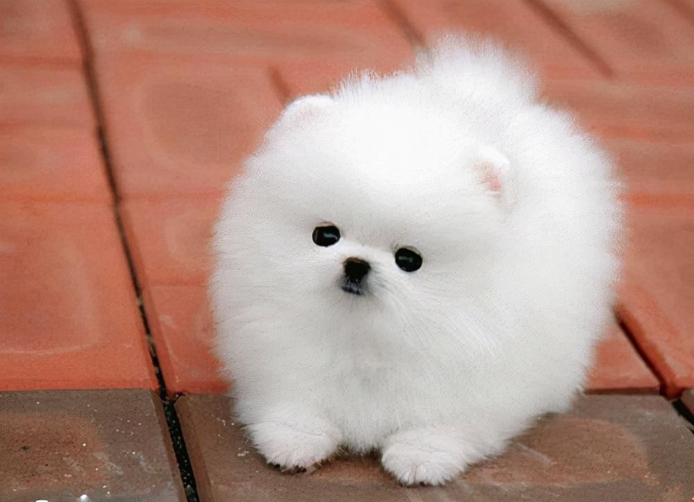 女生为什么不能养博美（详解养博美的坏处）