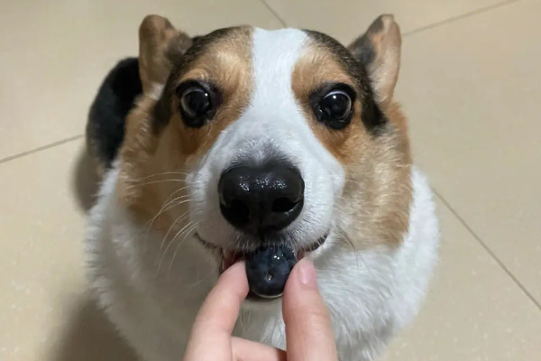 狗狗能吃作为辅食的蓝莓吗