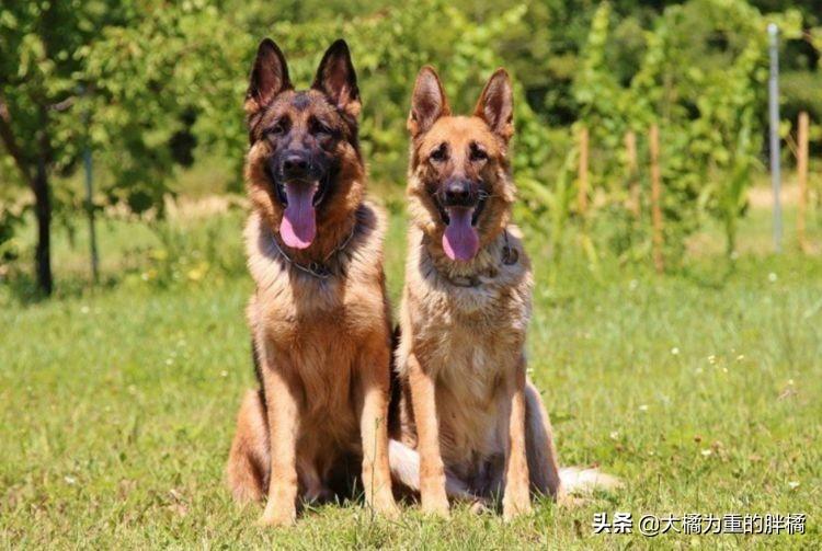 鉴别纯种德牧的方法（教你怎么看德牧幼犬纯不纯）