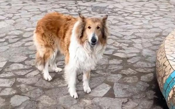 遛狗偶遇苏格兰牧羊犬，意外发现狗狗悲惨身世