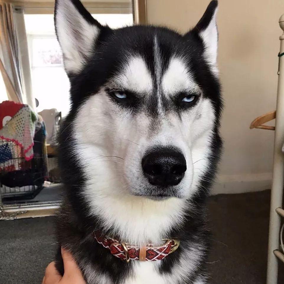 了解哈士奇价格一览表（哈士奇多少钱一只）