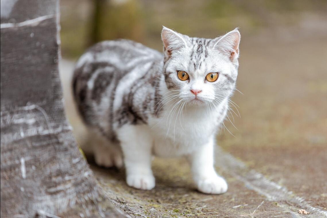 为什么不能养美短虎斑猫（附：美短虎斑猫的性格及特征）
