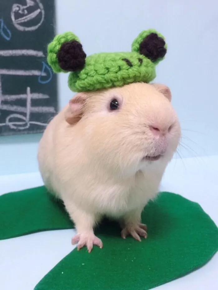 适合小孩子养迷你宠物推荐（小孩养什么宠物最安全）