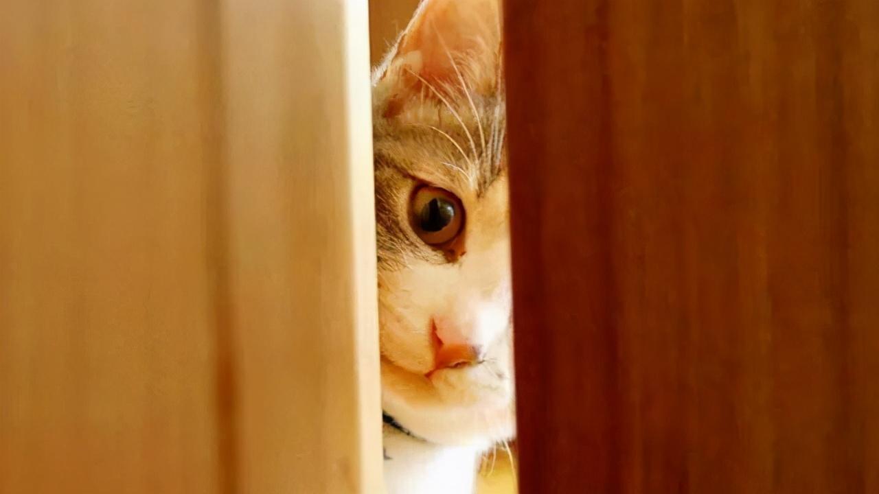 盘点幼猫临死前的6大特殊预兆（详解：猫假死的3种状态）