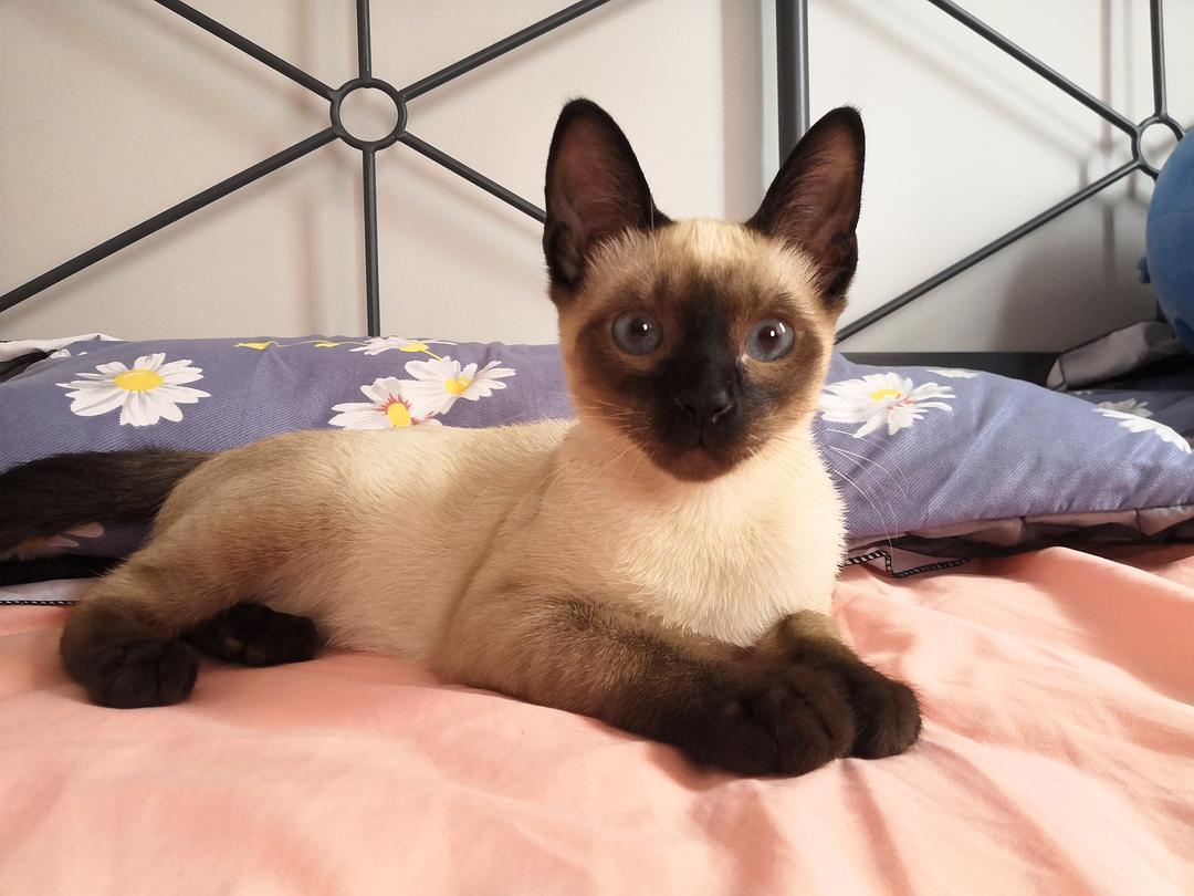 建议养暹罗猫的六个优点（暹罗猫好养吗）