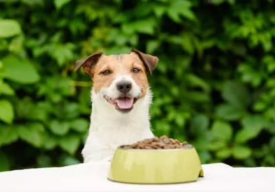 狗狗食欲不好是什么原因（详解：狗狗挑食的常见原因和解决办法）