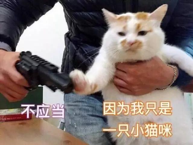 如何防止不绝育公猫乱尿（附：除了绝育能让猫不乱尿的妙招）