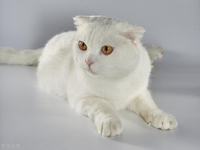 白色中华田园猫特点(白色的中华田园猫)