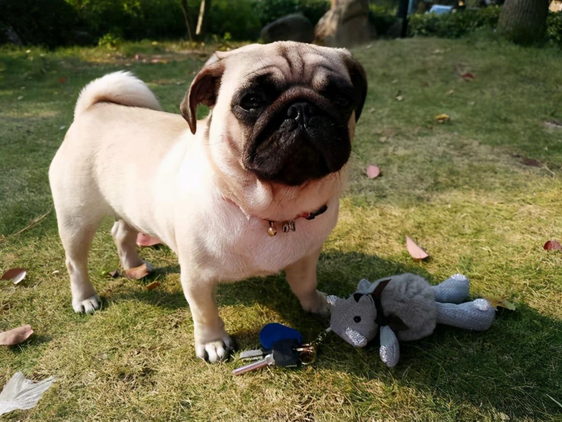 巴哥犬训练技巧（教你怎么训练巴哥犬）