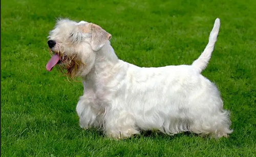 喂养西里汉梗有哪些注意事项?我来告诉你答案! 喂养西里汉梗有哪些注意事项?我来告诉你答案!