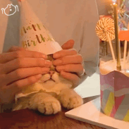 治愈人的猫咪图片合集（盘点抖音最火的猫猫头像）