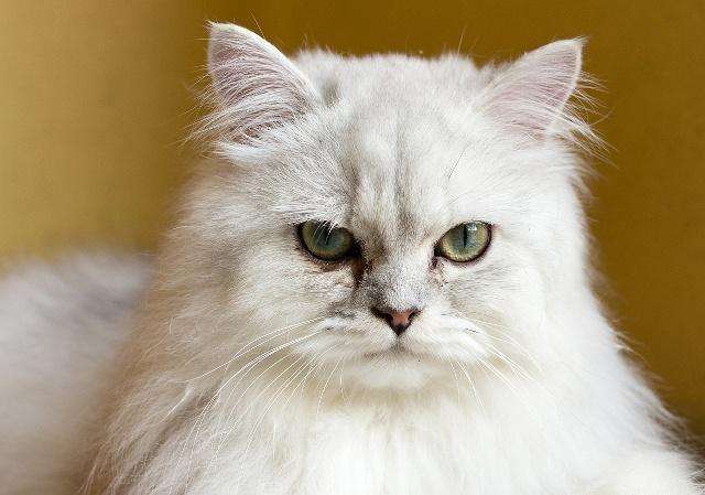 猫腹水有什么最好的办法治疗(腹水怎么快速排出体外)