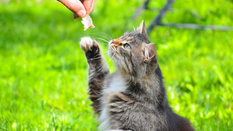 猫可以吃面包吗（附：宠物猫的饮食禁忌）