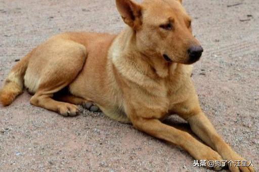中华田园犬怎么养（养中华田园犬的注意事项）