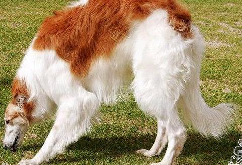 俄罗斯的国犬——俄罗斯猎狼犬（附：苏俄牧羊犬图）