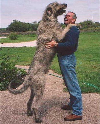 宠物犬排名及图片大全（宠物犬种类大全及名称）