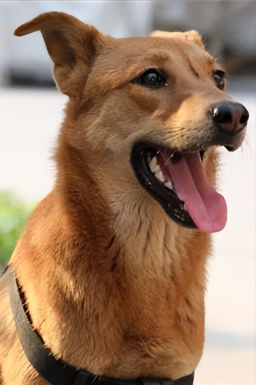 正宗的中华田园犬介绍(中华田园犬有哪些品种)