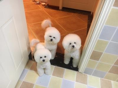 狗在危险的时候真的会保护主人吗（主人蹲下对狗狗的意义）