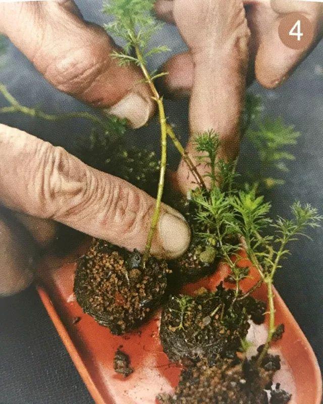 你见过贝壳精灵吗（好看的彩色贝壳精灵介绍）