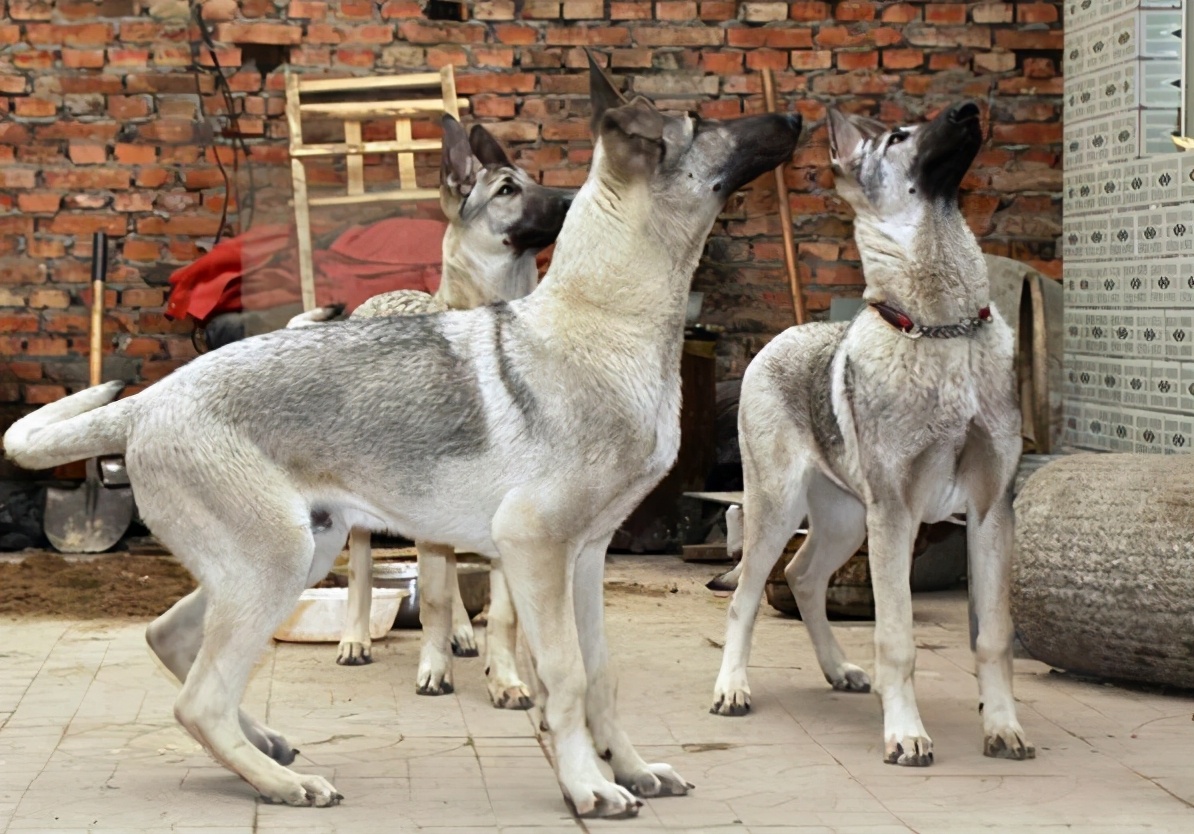 把狼青犬当宠物犬有什么缺点呢（附：养狼青的10大坏处）