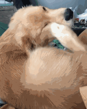 狗狗总是舔小便处是怎么回事（狗：帮我看是不是有这7种病了）