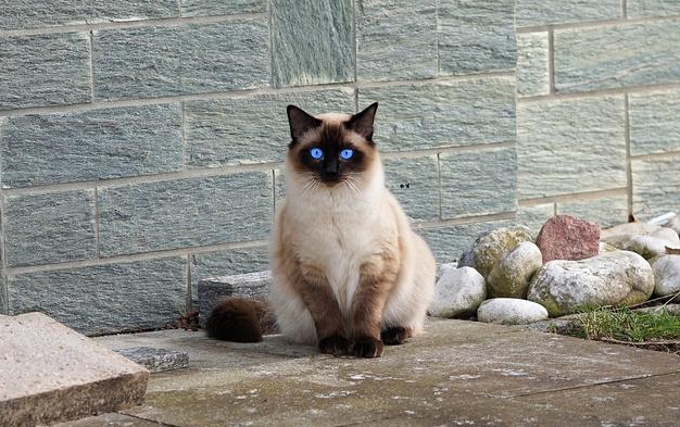 感冒和猫鼻支分不清，盖夫猫胺膏有效预防 