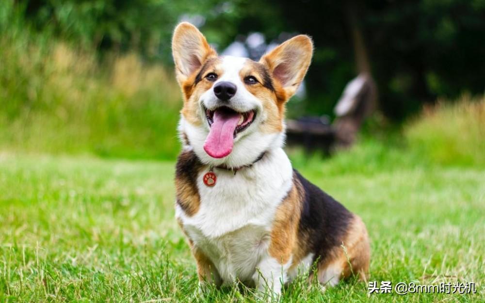 好养的中型犬都有哪些