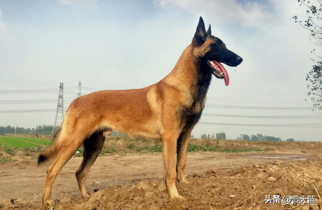 最强的十种猎犬介绍（什么猎犬最好养）