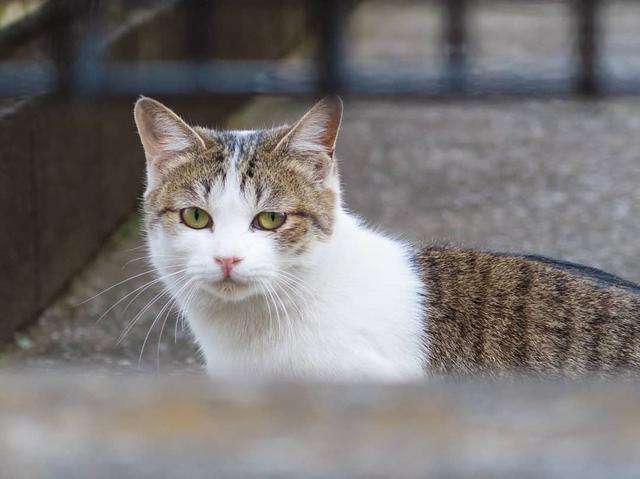 非纯种猫有哪几个特点（详解：非纯种猫的3个优点）