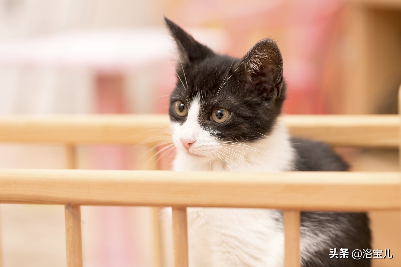 猫多大能听懂人话