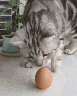 美国短毛猫怎么养(详解:美国短毛猫的优缺点)