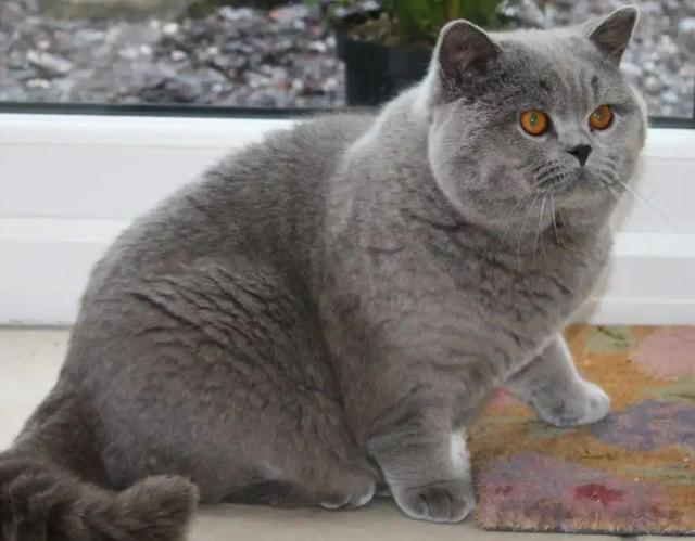 建议养英短的六个原因（英国短毛猫好养吗）