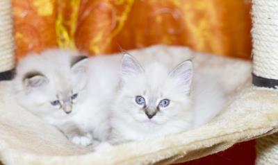 猫为什么会有踩奶的行为（踩奶行为不只是简单的生理表现）