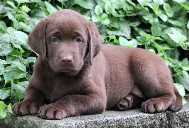 拉布拉多犬如何喂养（拉布拉多犬运动量大吗）