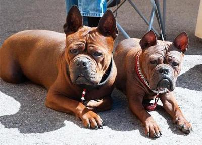 狗狗品种大全及图片真实（最罕见的12个狗品种）