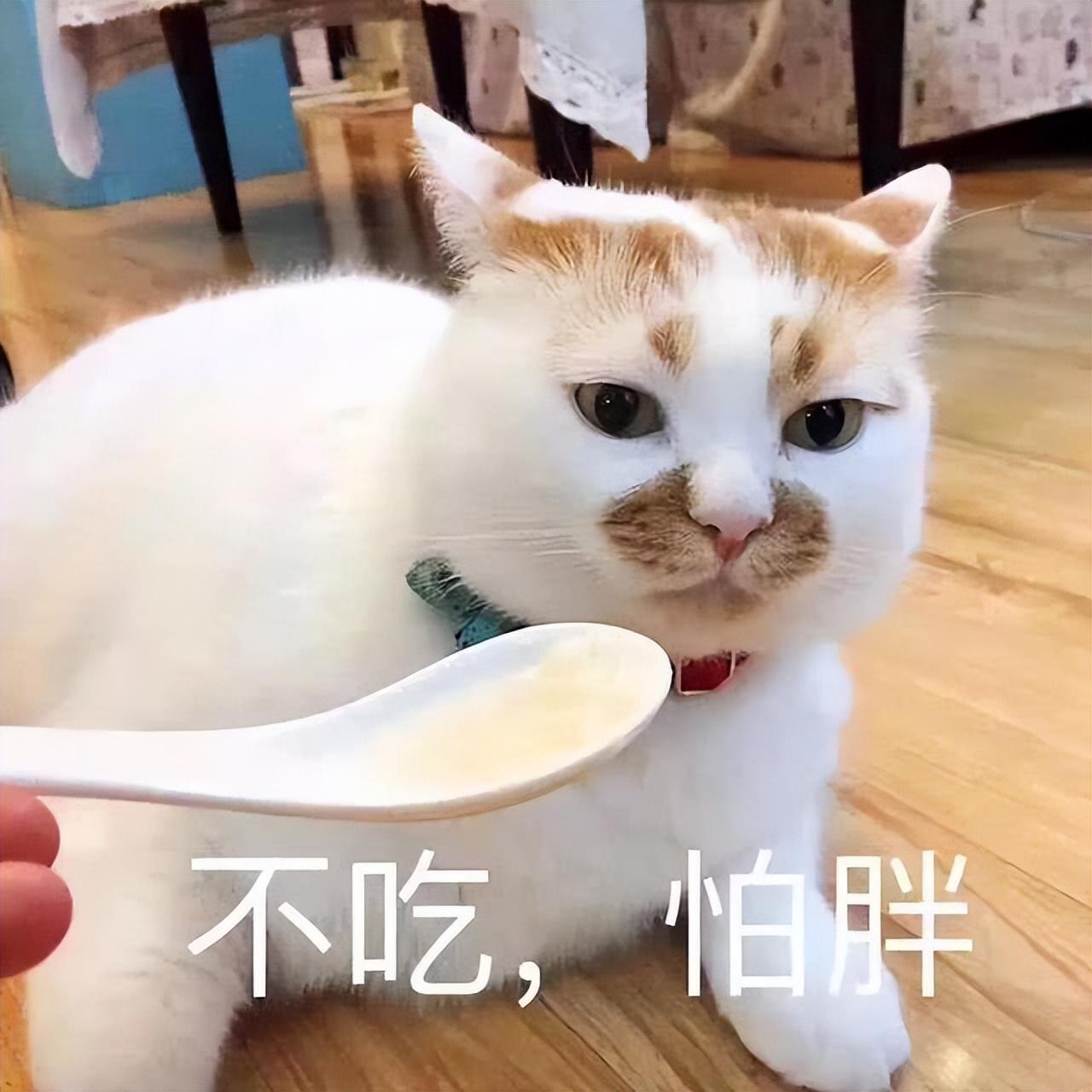 猫太胖影响哪方面
