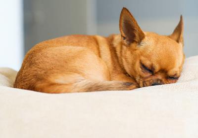 狗狗有呕吐怎么办（狗狗呕吐吃这些药好得快）