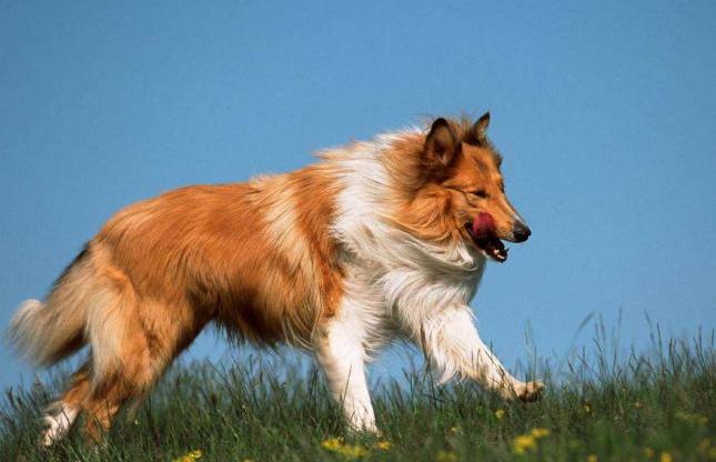 最适合家养的大型猛犬介绍（详解：大型犬哪种好养）