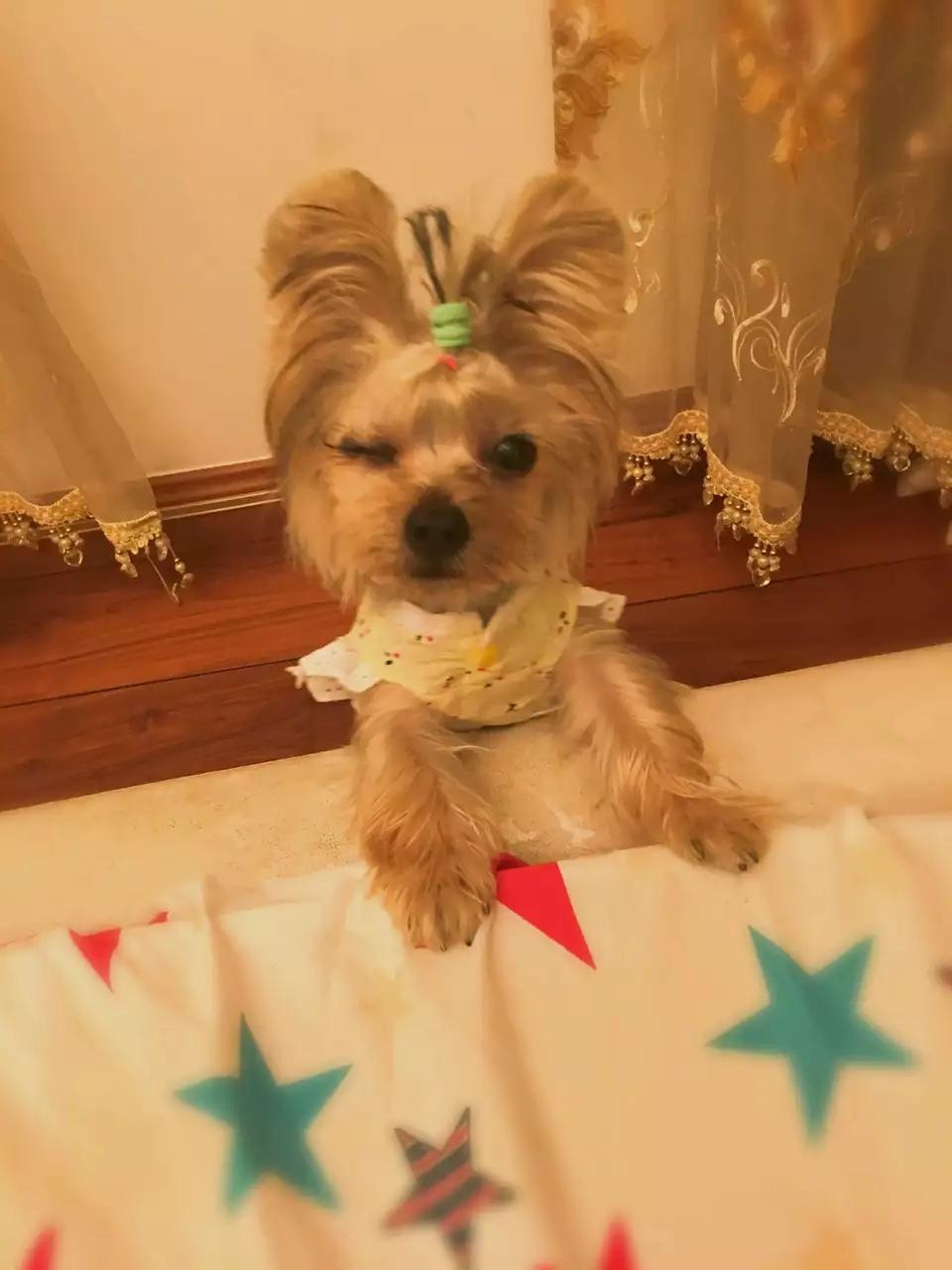 马尔济斯特征详细介绍（马尔济斯如何喂养）