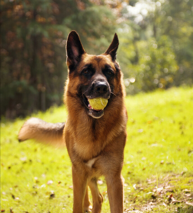 德国牧羊犬难养吗（详解：德国牧羊犬的优缺点）