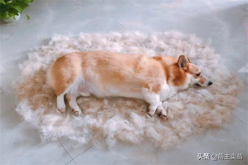 分享十个不养柯基的理由（详解：女生为什么不能养柯基）