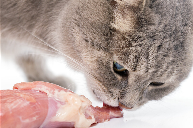 猫吐水怎么回事(猫吐水什么原因)