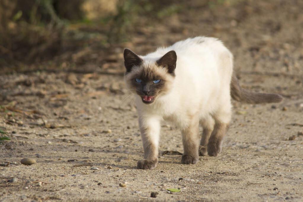 拉邦猫真的好养吗